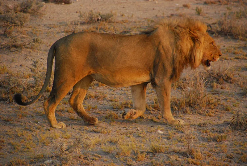 15 Day Namibia and Okavango Tour