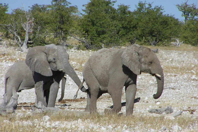 15 Day Namibia and Okavango Tour