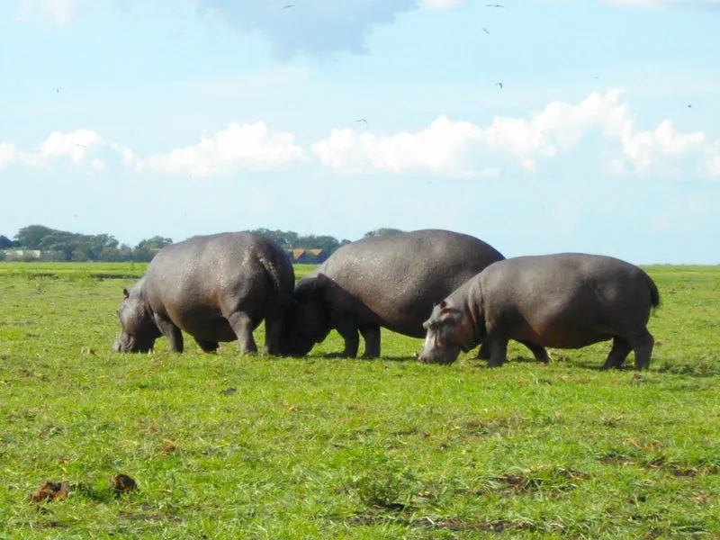 15 Day Namibia and Okavango Tour