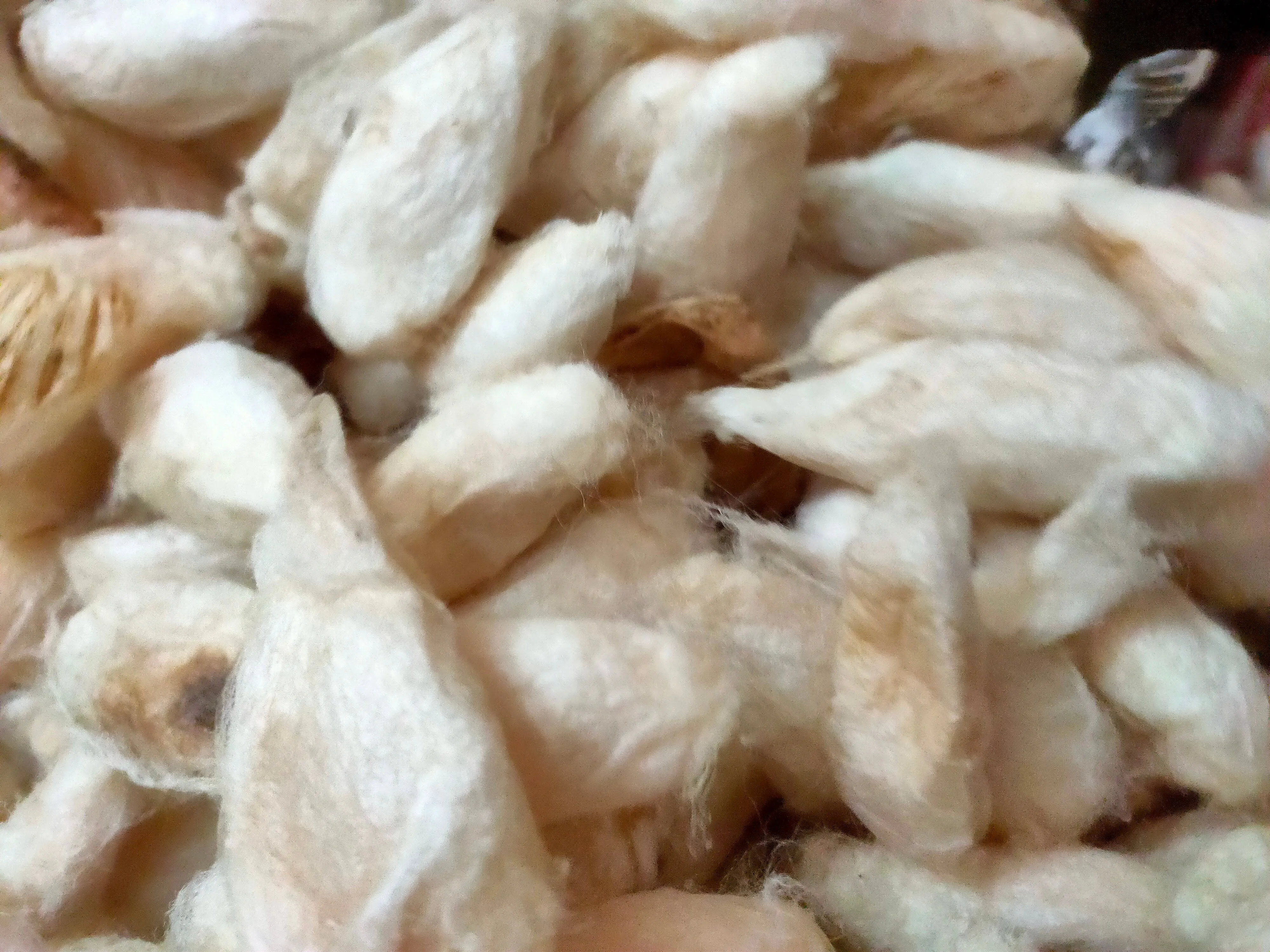 White Eri Cocoon