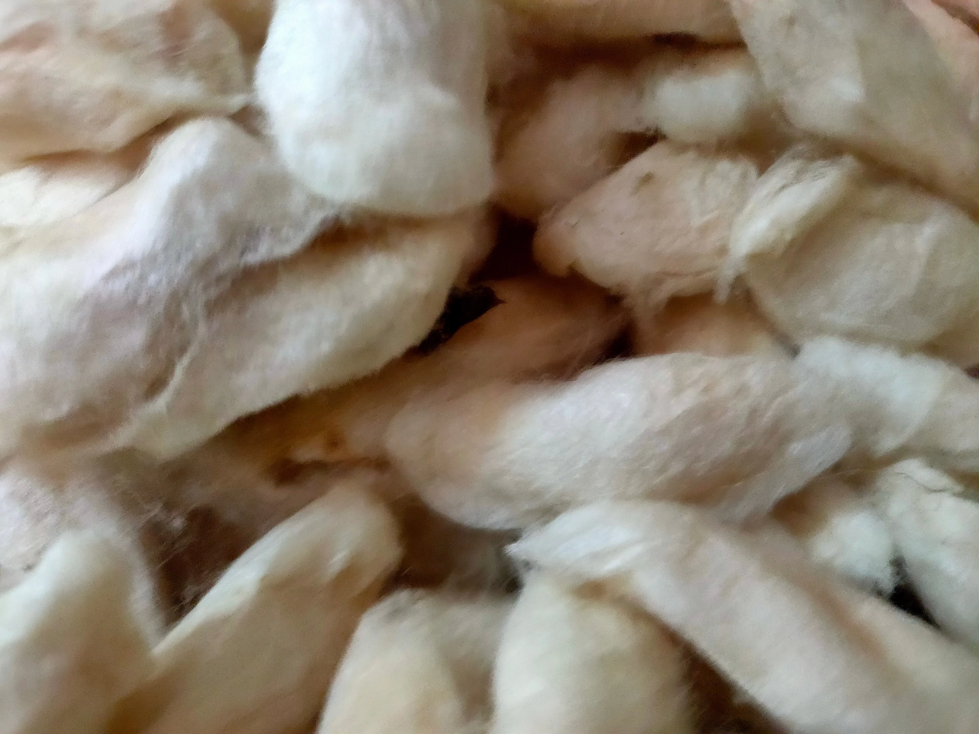 White Eri Cocoon