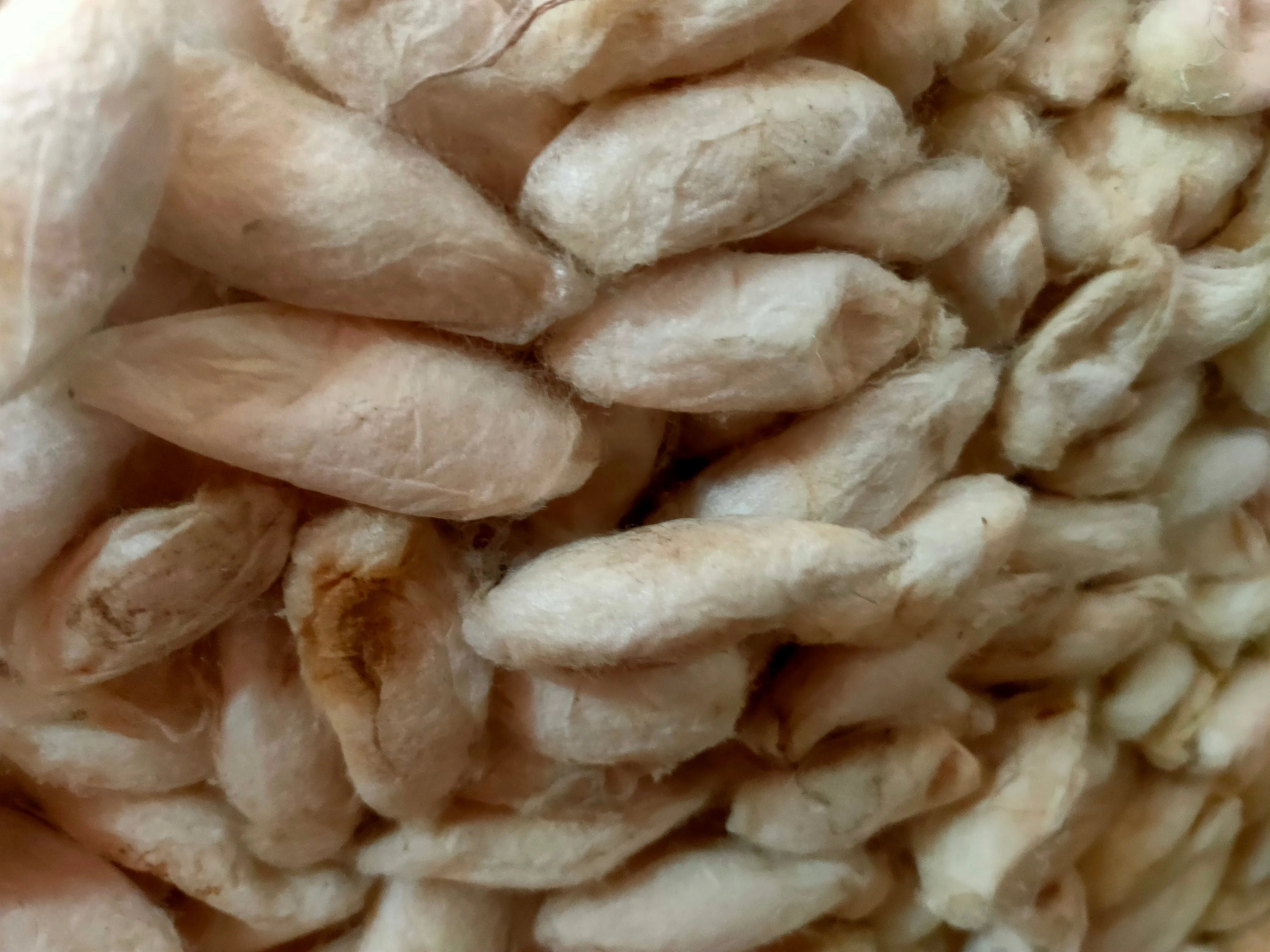 White Eri Cocoon