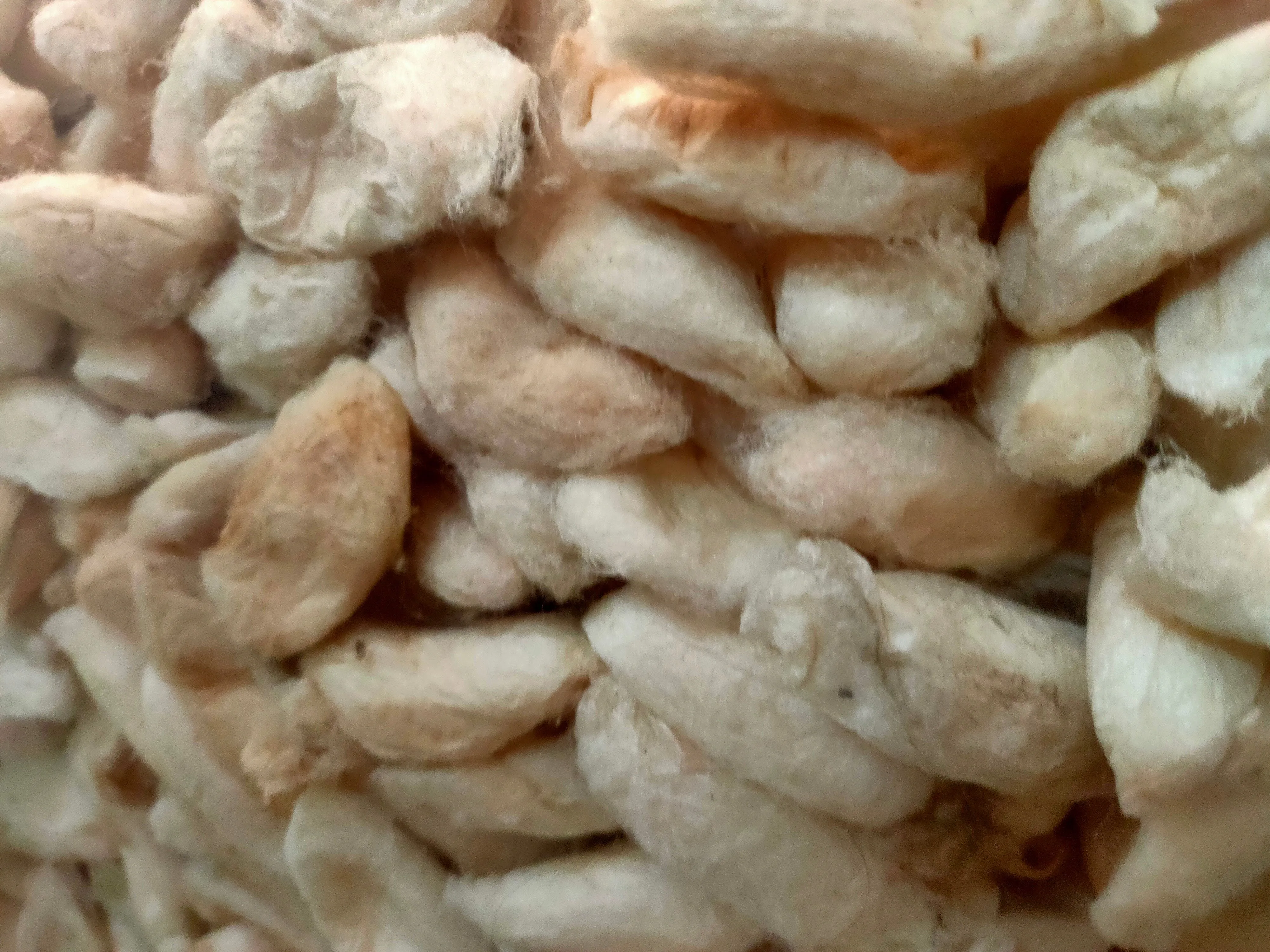 White Eri Cocoon